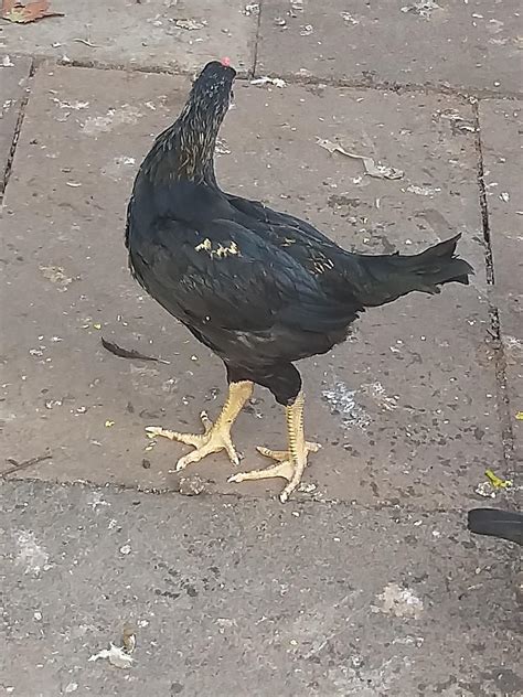 aseel cock and hen for sale in b27 birmingham for £20 00 for sale shpock