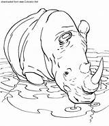 Rhinoceros Animals Rhino sketch template