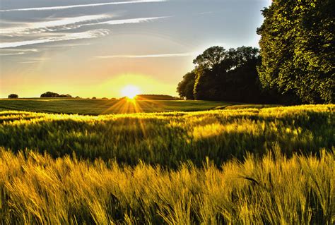 gerstenfeld im sonnenuntergang foto bild landschaft aecker felder