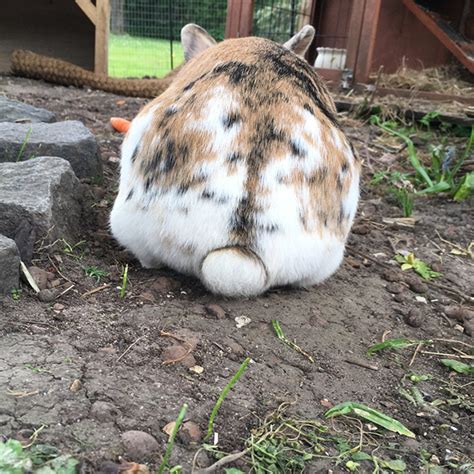 World’s Greatest Gallery Of Bunny Butts