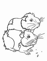 Guinea Pig Coloring Pages Pigs Printable Print Sheet Coloringcafe Baby Pdf Kleurplaten Number Printables Template Prints Colouring Cavia Hamster Cartoon sketch template