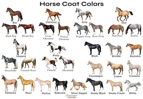 horse colors  pictures