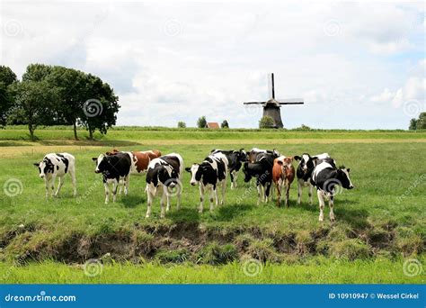 koeien  nederlandse landschappen met molen stock afbeelding image  platteland dieren