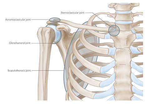 sternoclavicular joint  acromioclavicular joint