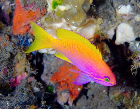 images  anthias  pinterest red sea tropical fish