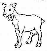 Goat Coloring Pages Printable Goats Baby Color Cute Drawing Animal Sheet Print Female Billy Sheets Animals Kids Nanny Supercoloring Farm sketch template