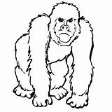 Gorilla Coloring Pages Clipart Color Printable Animals Animal Preschool Library Print Kids Cute Presentations Websites Reports Powerpoint Projects Use These sketch template