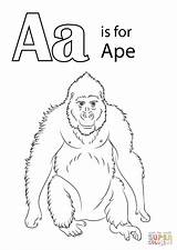Ape Coloring Letter Pages Printable Color Designlooter Version 1200px 51kb Drawing sketch template