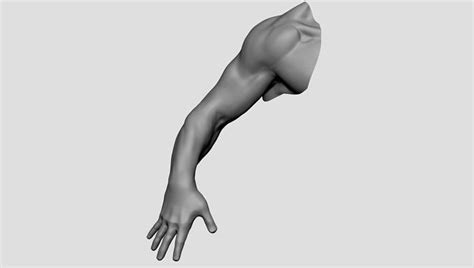 base male arm  model cgtrader