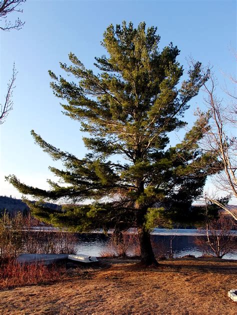 maine trees   meaning  patience meinmaine blog