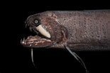 Afbeeldingsresultaten voor "echiostoma Barbatum". Grootte: 155 x 103. Bron: fishesofaustralia.net.au
