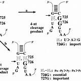 Phe Reaction 7nt Intermediate Trna Ribozyme Mutation Acting Hdv sketch template