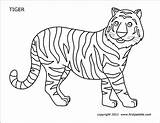 Tigre Disegnare Firstpalette Colorare Tiggers Mizzou Tigres sketch template