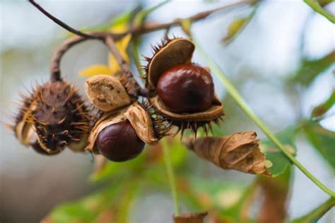 Where Do Chestnuts Grow Top Tips And Facts
