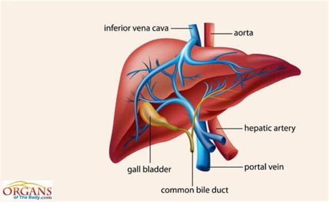 sistem ekskresi  manusia ginjal hati paru paru