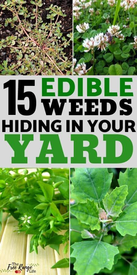 15 Common Edible Weeds You Probably Have In Your Yard – Artofit