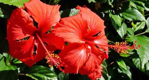 health benefits of hibiscus or china rose leaves you never