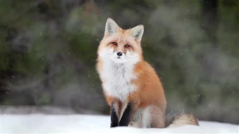 winter fox  wallpaper wallpaperwaifu