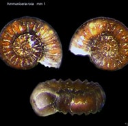 Afbeeldingsresultaten voor "ammonicera Rota". Grootte: 187 x 185. Bron: www.fotoconchigliemediterraneo.com