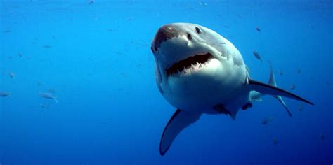 Shark Week 2018 Great White Shark Nursery Is Terrifying