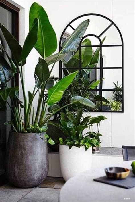 floor plants  planters images  pinterest house plants indoor plants  landscaping