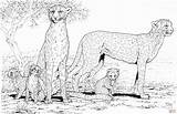 Cheetah Gepard Leopard Colorear Kolorowanki Supercoloring Ausmalbild Guepardos Rodzina Zum Coloringhome Everfreecoloring Kolorowanka Druku Famiglia Ghepardi Drukuj Wydruku Malbilder sketch template