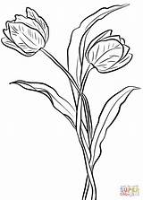 Coloring Tulips Two Pages Printable Tulip Color Flower Drawing Categories Onlinecoloringpages sketch template