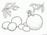 Coloring Fruit Pineapple Citrus sketch template