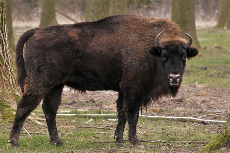 wisent bison bonasus schoepfung