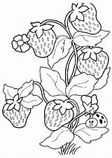 Erdbeere Ausmalbild sketch template