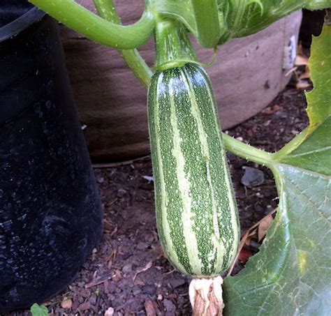 grow zucchini  containers growing zucchini plant naturebring