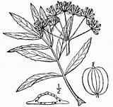 Pnd Lhd Namethatplant Nrcs Britton Usda 1913 Database Plants Brown sketch template