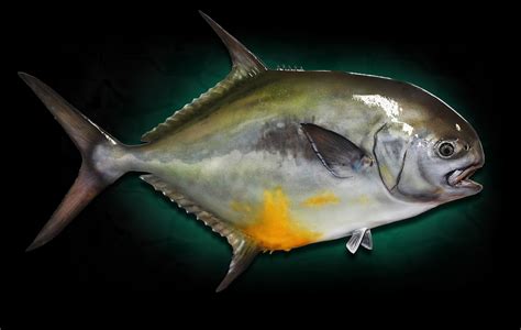 permit fish mounts  marine creations taxidermy