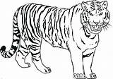 Tiger Coloring Drawing Pages Kids Realistic Line Baby Tigers Cute Printable Color Siberian Print Face Easy Bengal Draw Lion Getcolorings sketch template