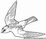 Swallow Coloring Getcolorings Wings Open sketch template