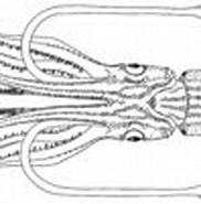 Afbeeldingsresultaten voor "Enoploteuthis Anapsis". Grootte: 182 x 100. Bron: tolweb.org
