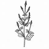 Verbena Officinalis Twigs Inflorescence Mano Foglie Disegnati Inflorescenza Schizzo Ramoscelli Vettore Annata Vectores sketch template