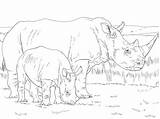 Rinoceronte Coloriage Rhino Rinocerontes Rhinoceros Colorare Disegno Neushoorn Cucciolo Supercoloring Coloriages Colorier Moeder Rhinocéros Sheets sketch template