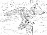 Prairie Falco Falke Prateria Pellegrino Peregrine Colouring Stampare Falcons Hawk Erwachsene sketch template