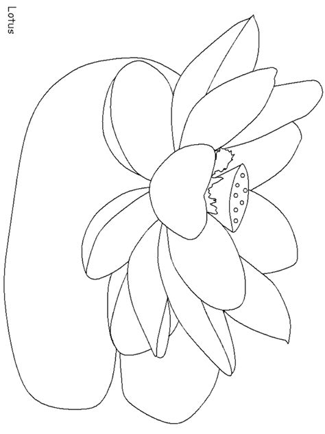 coloring pages  lotus flower  coloring pages collections