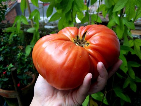 big tomato   photo  freeimages