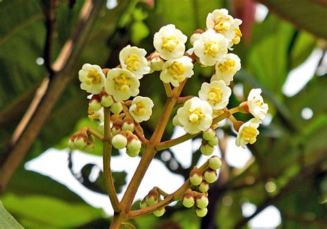 Photos Of Colombia Flowers Meriania Peltata