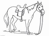 Gypsy Vanner Coloring Pages Horse Getcolorings sketch template