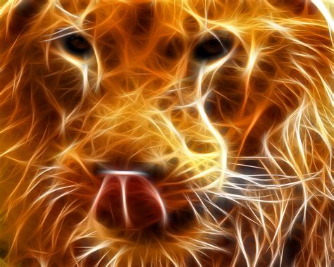 wallpapers lions lion    payment