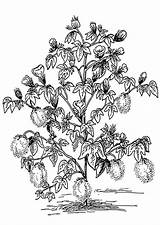 Cotton Plant Coloring Printable Large sketch template