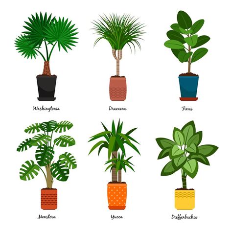 Decorative Indoor Palm Trees In Pots By Smartstartstocker