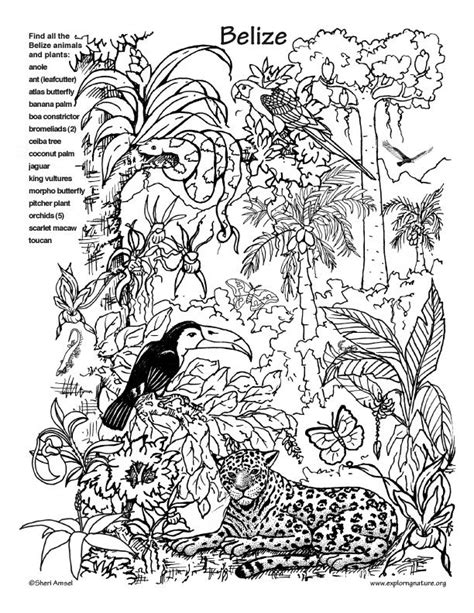 animal habitat coloring pages google search rainforest crafts