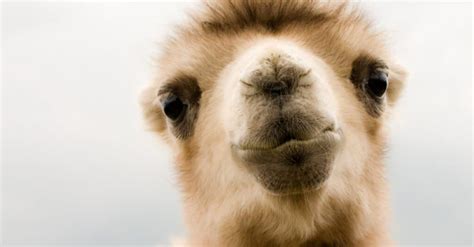 whats  baby camel called   amazing facts  pictures   animals