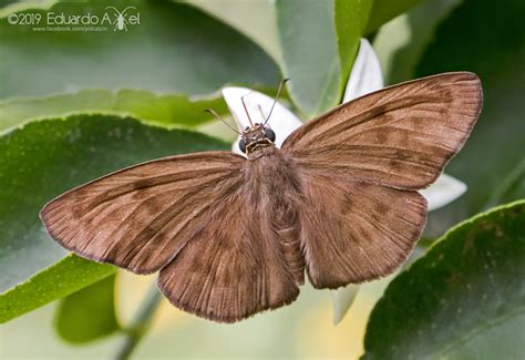 hermit skipper wildlife and wildflowers of texas moths · inaturalist