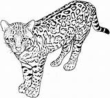 Leopard Coloring Animals Pages Printable Drawing Kb sketch template